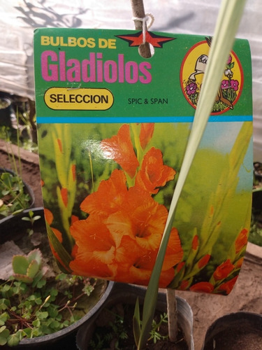 Gladiolos (ver Colores En Descripción)- Plantas Env. 4 Lts  