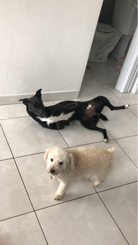 Adoção Responsável