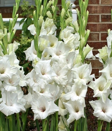 Kit 100 Bulbos De Flores - Gladíolo Branco | Parcelamento sem juros