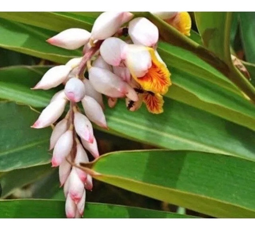 Alpinia Zerumbet ( Gengibre Concha)