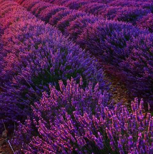 100 Semillas De Lavanda Inglesa 