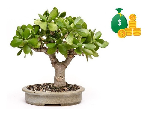 Suculenta Planta Jade : Atrai Sorte, Dinheiro E Prosperidade | MercadoLivre