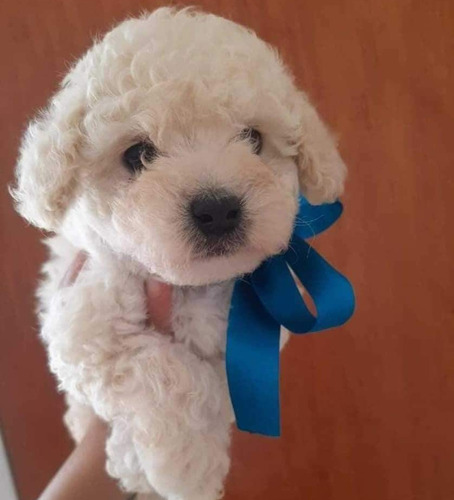 Cachorros French Poodle Mini