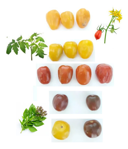 Mix Semillas Tomate Cherry Variedades 60 Unidades