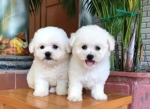 Cachorros French Poodle Minitoy