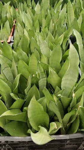 Imagen 3 de 3 de Sansevieria Moonshape Verde Claro Bde Oscuro Exotica