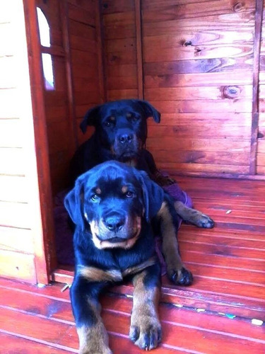 Cucha Casa Para Perro Grande - Modelo Premium