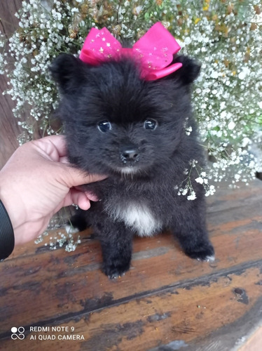 Filhote De Lulu Mini Com Atestado Veterinário