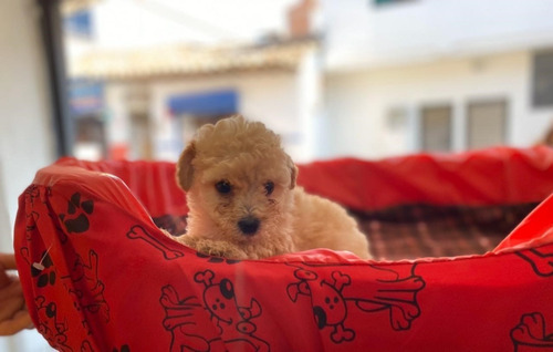 Criadero French Poodle Mini Toy