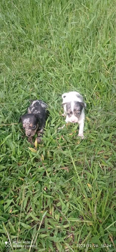 Cachorros Pinscher Machos Merles 