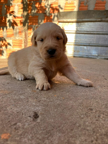 Cachorros Golden