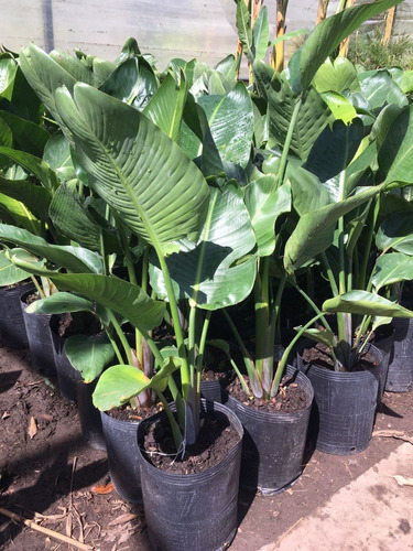 Strelitzia Nicolai/flor De Pájaro En Envase De 15 Litros