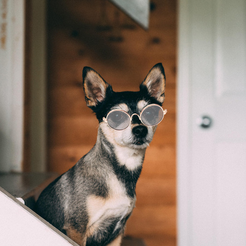 1 Juego De Gafas De Sol Con Disfraz De Cosplay De Gato A La