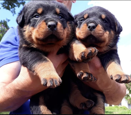 Rottweiler 