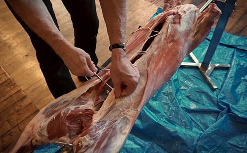 Imagen 8 de 8 de Agujas Para Coser Carne De 18 Cm De Acero Inoxidable