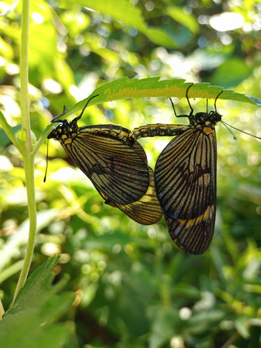 Austroepatorium Chilca De Olor Mariposera Doctorcito (x3)