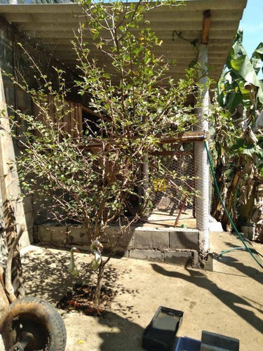 Imagem 13 de 18 de Chácara Com 3 Dormitórios À Venda, 700 M² Por R$ 580.000,00 - Chácara Recreio Cruzeiro Do Sul - Santa Bárbara D'oeste/sp - Ch0035