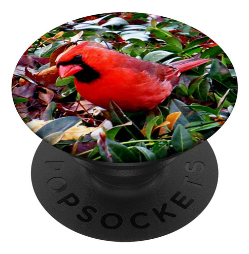 Ave Cardenal Rojo Brillante Para Amante Pajaro Hombr Mujer