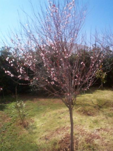 Ciruelo Prunus Pisardi - Hermoso Árbol - E.gratis Amba