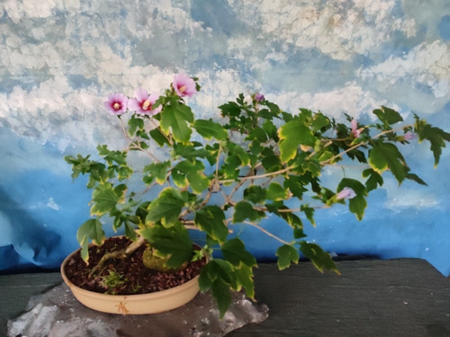 Bonsai Con Flor Rosa De Siria | MercadoLibre