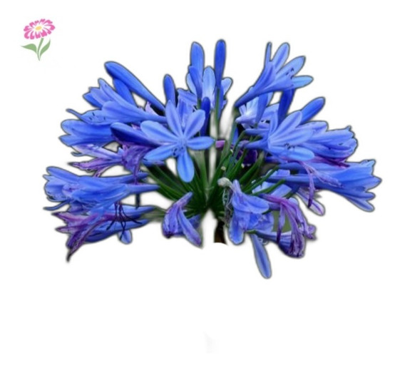 Flor Do Nilo Agapanthus, Agapanto Azul, 5 Unidades (rizomas) | Parcelamento  sem juros