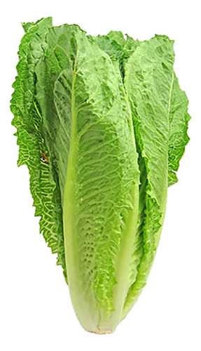 200 Semillas De Lechuga Orejona, Germina Fácil