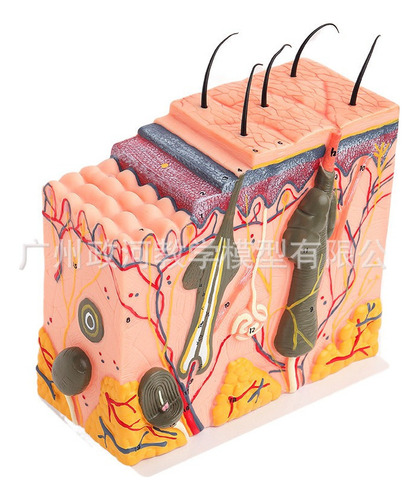 Estructura Tejido Piel, Enseñanza Del Modelo For Ampliado