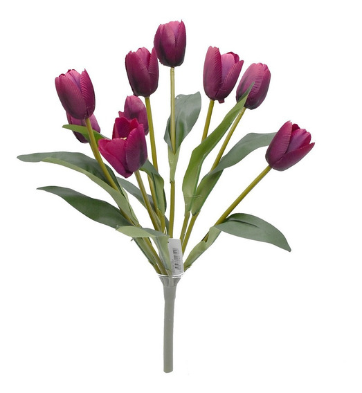 Plantas Tulipanes Morados | MercadoLibre ?