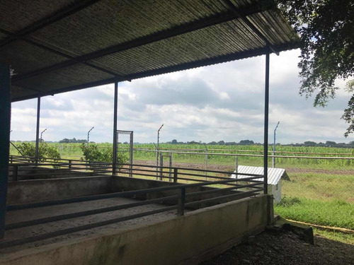 Imagen 22 de 27 de En Venta Finca De 118 Hectáreas , Y Granja Porcina , De 3.5