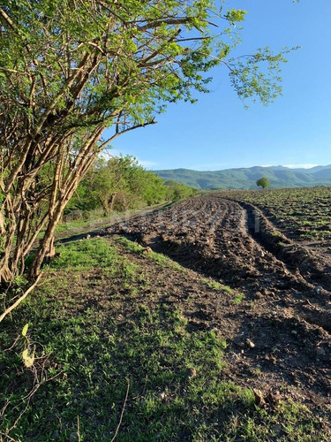 Habitacional Renta Predio Rústico Xacamixtlaco Higuerón Jojutla, Morelos
