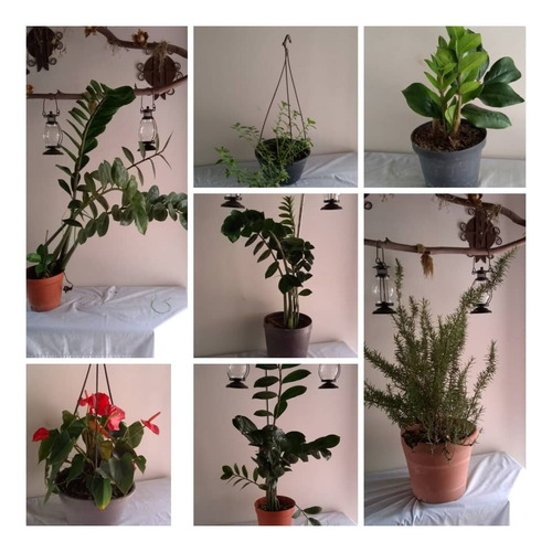 Plantas  Ornamentales 