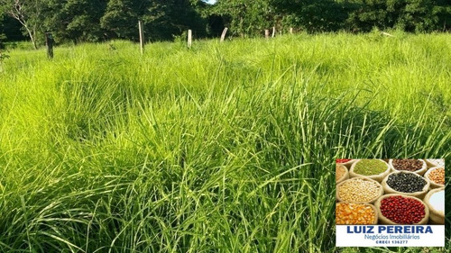 Fazenda Á Venda Em Recursolândia - Tocantins - (dupla Aptidão) - 1585
