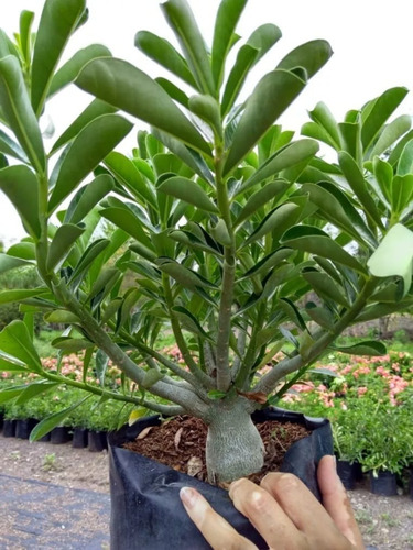 Imagen 3 de 10 de Adenium Bonsai 4 Años De Edad
