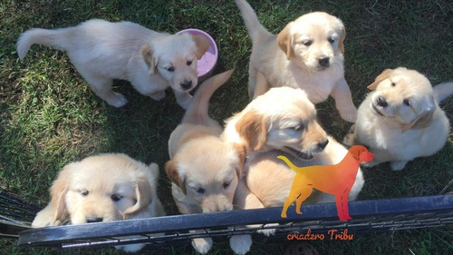 Golden Retriever Hembritas Con Tubo Pelotitas De Regalo