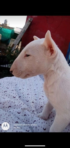 Imagen 4 de 5 de Cachorros Bull Terrier