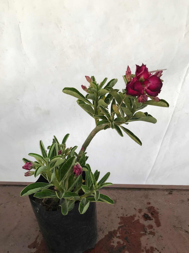 Imagen 4 de 4 de Flor De Desierto Multipetalo, Colores Hermosos