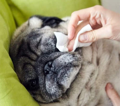 Imagen 8 de 10 de Toallitas Humedas Perro Gato Paños Patas Orejas Limpias X 5