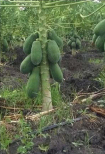 Semillas De Papayas Variedad Maradol 700 Semillas