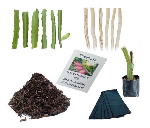 3 Esquejes Pitaya+ Tierra+ Bolsas+ Instructivo Kit Completo