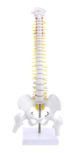 Imagen 6 de 10 de Columna Vertebral 45 Cm Modelo Anatómico Enseñanzasantiago