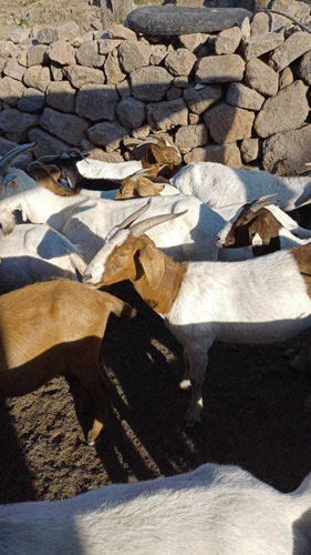 Imagen 4 de 4 de Venta De Cabras De Raza Boer