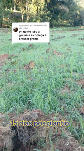 Aplicação De Grama