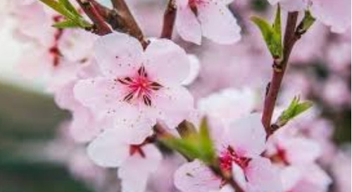 Cerezo De Jardín Cherry Blossom