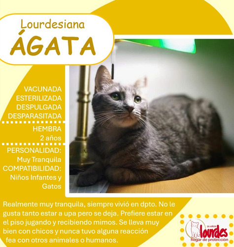 Rubi Y Agata Gatitas Mimosas Apta Niños Adopcion Gratuita