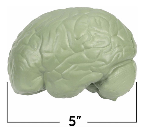 Los recursos de aprendizaje sección transversal del cerebro Modelo 