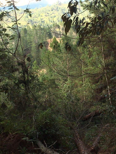 Vendo Terreno Hermoso En Arroyo Bonito - Constanza !!