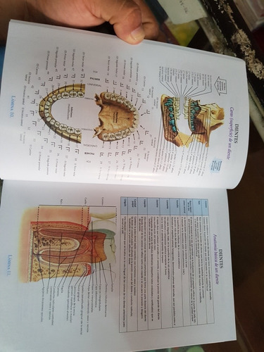 Libro Anatomia Odontologica Funcional Y Aplicada Mario Figun