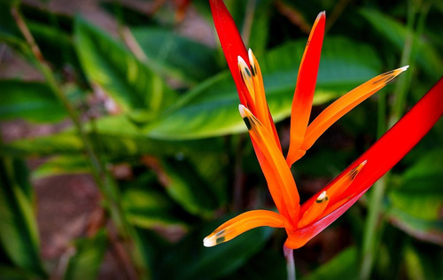 Helicônia Bico De Papagaio.(helicônia Psittacorum)