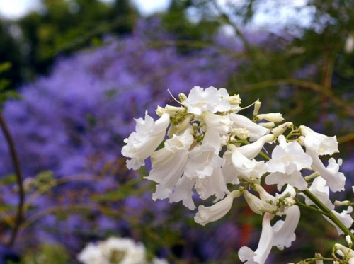 1 Arbolito De Jacarandá Blanca  Paraguay  Enana Para Maceta