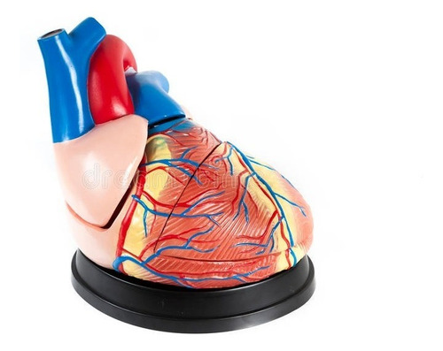 Modelo Anatomico Corazon 23x23x25 Cm